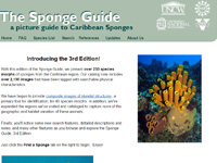 The Sponge Guide